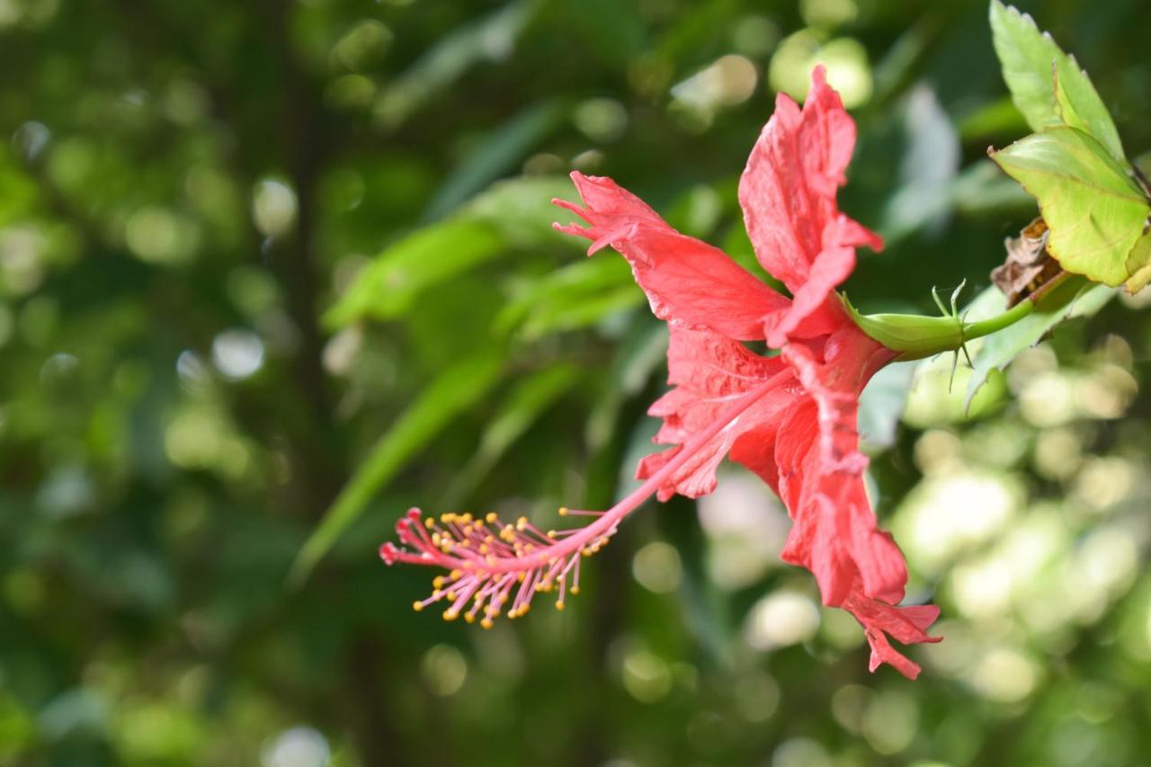 Passiflora Lodge Tambopata Puerto Maldonado Dış mekan fotoğraf