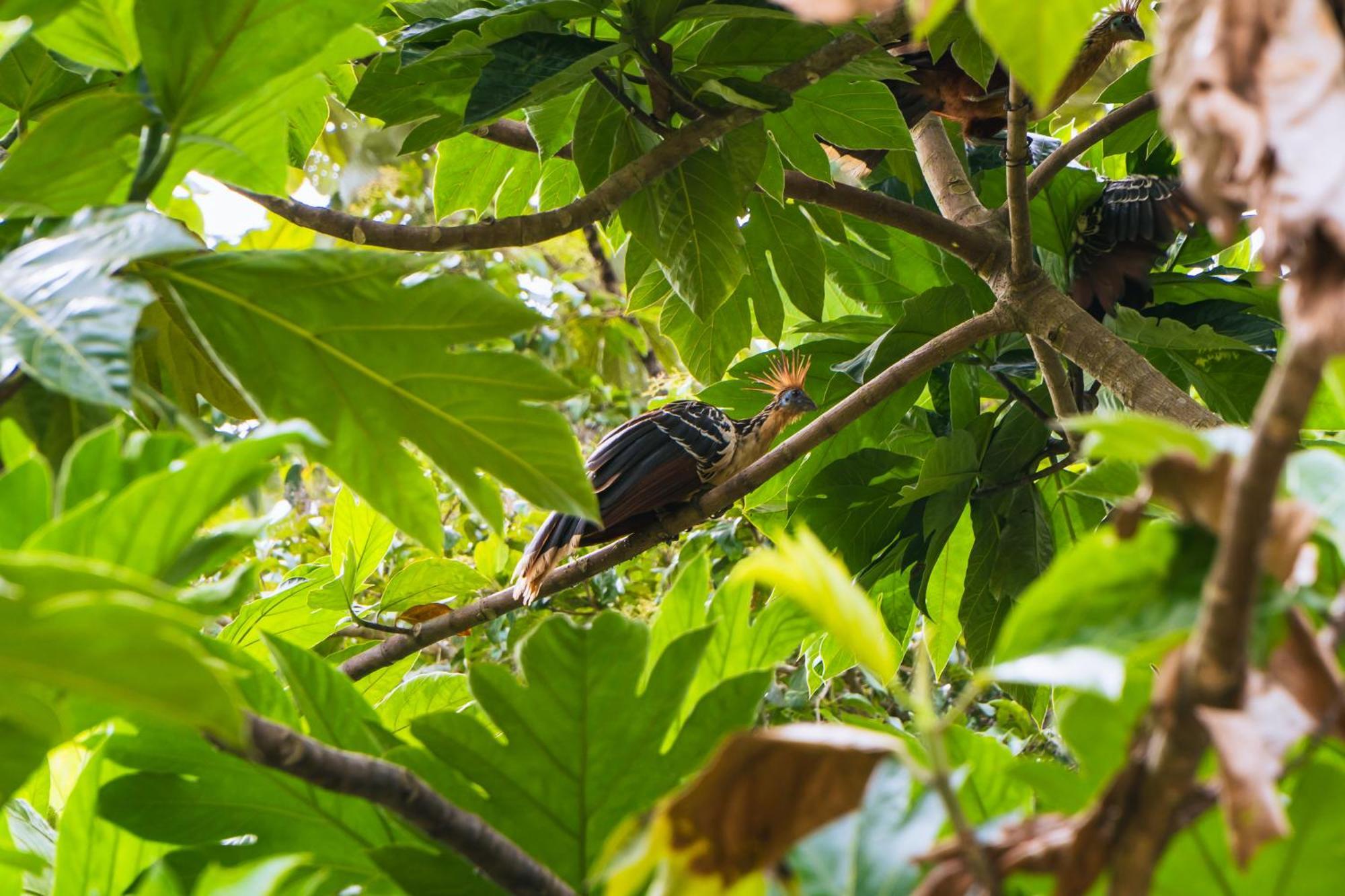 Passiflora Lodge Tambopata Puerto Maldonado Dış mekan fotoğraf